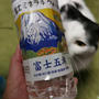 富士五湖デザインの水 / グイグイくる猫