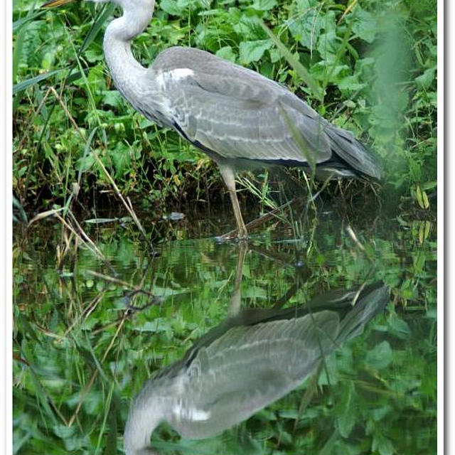 《東京港野鳥公園》の野鳥達〈アオサギ／ダイサギ／コサギ〉