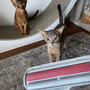 猫飼いさんには必需品なのかな？「ぱくぱくローラー」がすごく良かった♪ ＆楽天マラソン駆け込みお買い物など