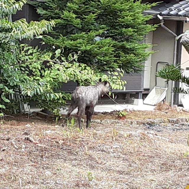 神鳴や鼠の回し車やみ☆