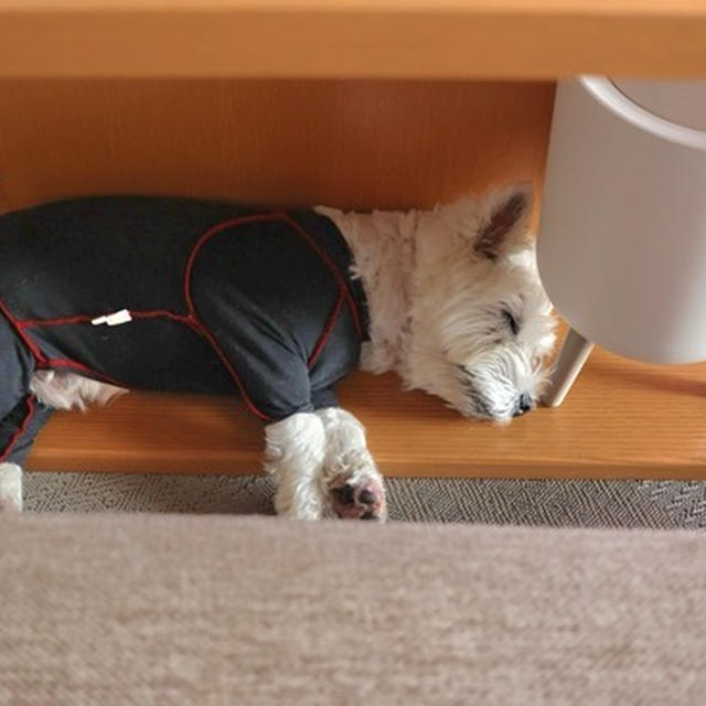 ゴリゴリが好きな犬