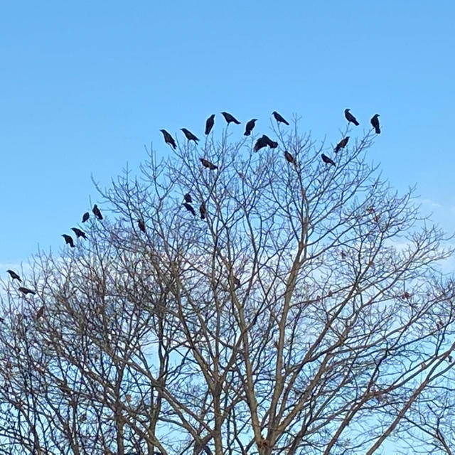 鳥たちのコロナ会議