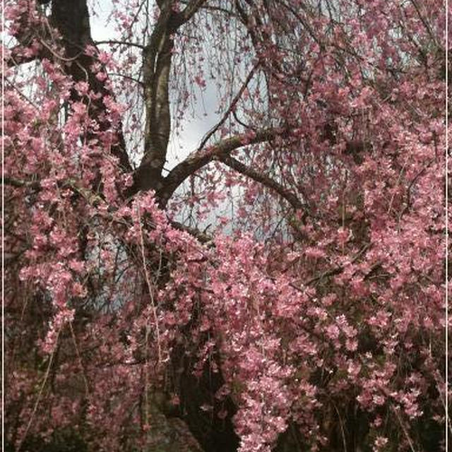 桜咲く～♪