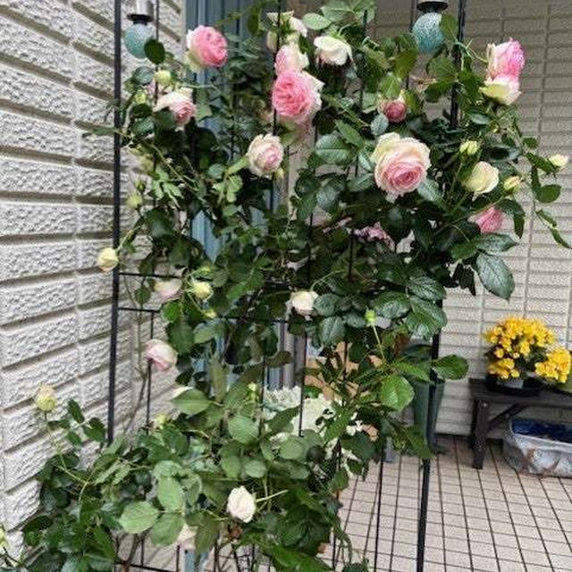 かわいいバラとまごまご