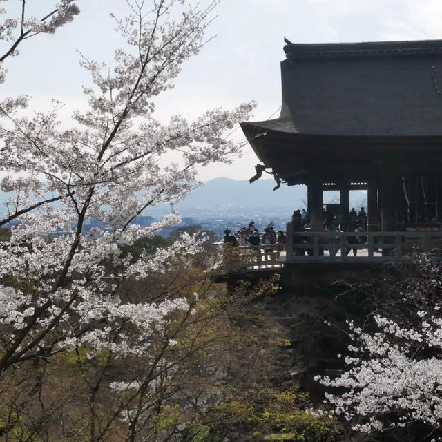 清水寺と桜