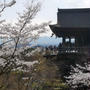 清水寺と桜