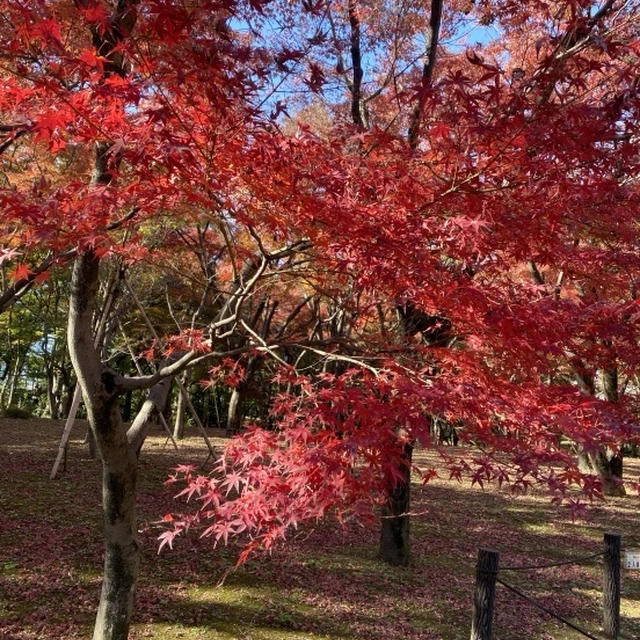 東京・紅葉2023.12.3 北の丸公園