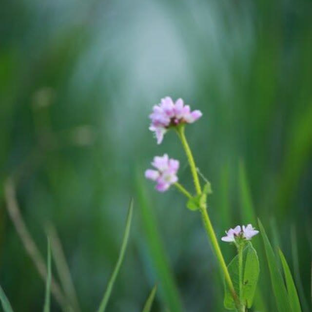 福島潟の野花