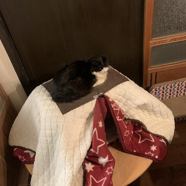 寒いし眠たいしごんぼさん。