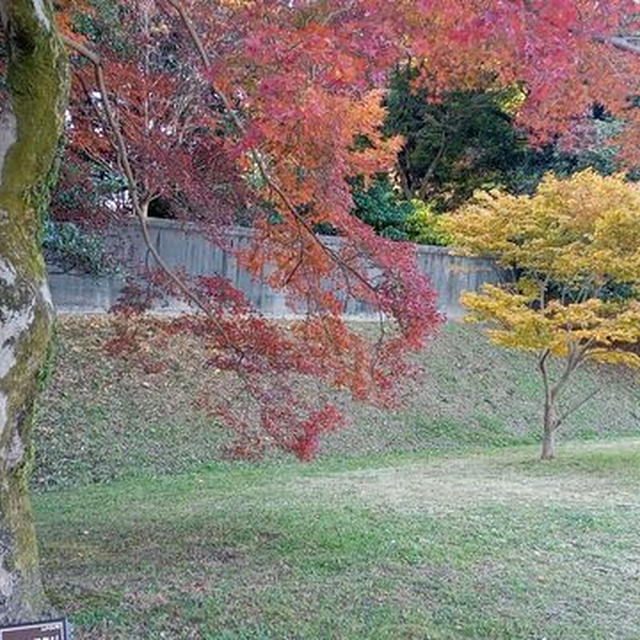 ゴリ散歩（皇居～国立文書館）。