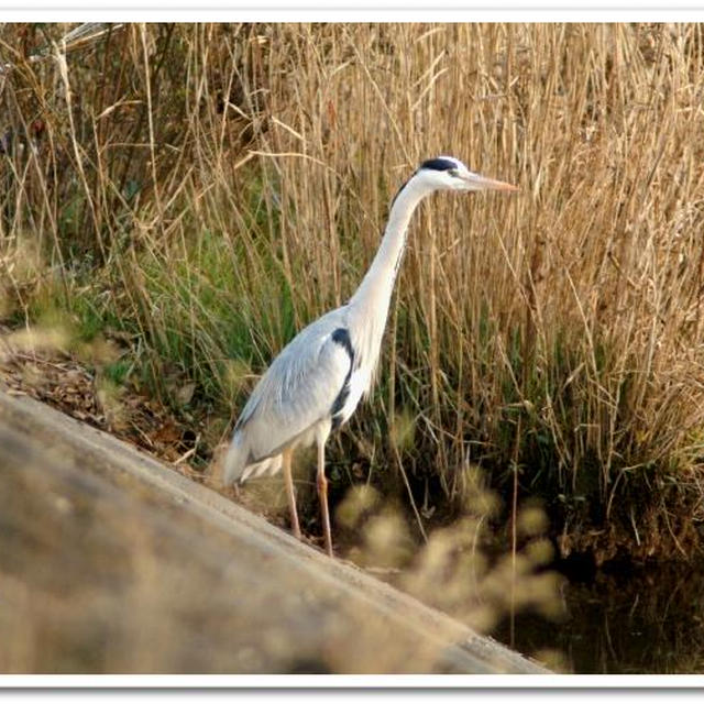 夕暮れの河原の野鳥達　《青鷺／カワセミ》