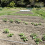 葉山農園（5月初旬）☆夏野菜苗の植え付け＆畑の益虫