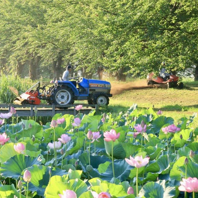 福島潟の朝♡オニバス池20240803