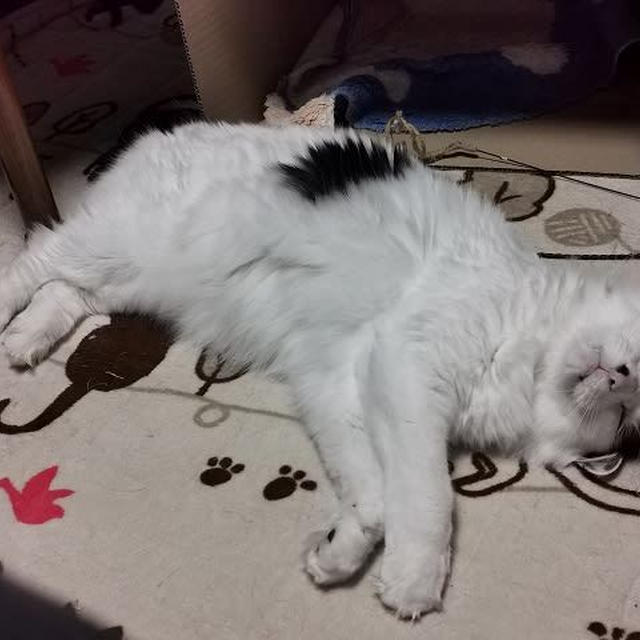 ホカペにやられる