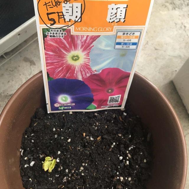 朝顔さんを植えました