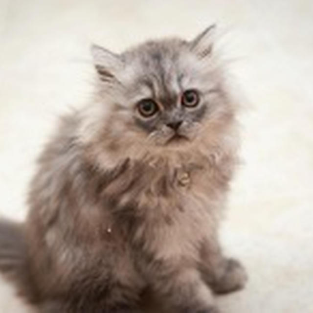 今日のイチオシレシピ！に掲載して頂きました！‐その2