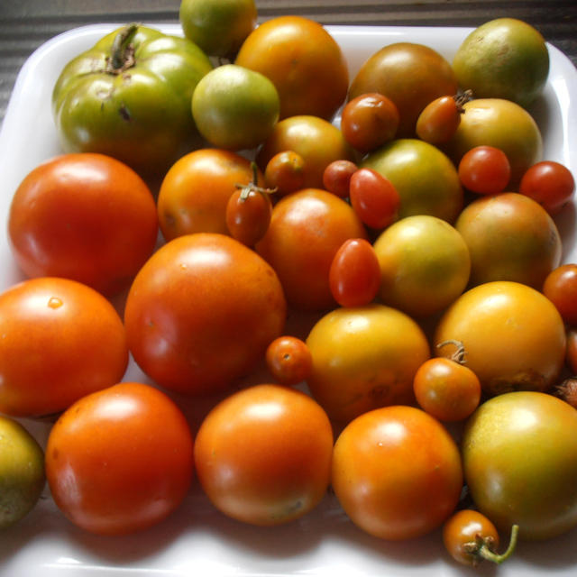 初の収穫、大玉トマトでドライトマト