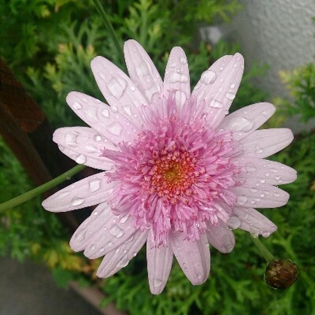 雨あがりのお花たち