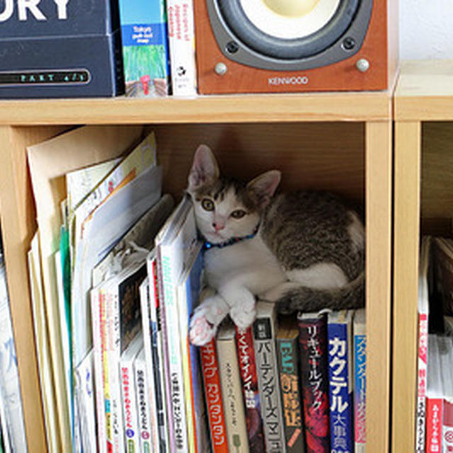 チビ猫「ミー」の近況をご報告