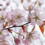桜、咲く～♪