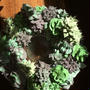 Royal Icing Succulent Wreath  アイシングの多肉植物