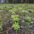 フキ味噌 Butterbur Shoot Miso
