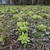 フキ味噌 Butterbur Shoot Miso