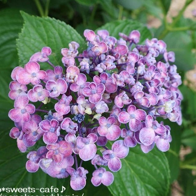 紫陽花いろいろ