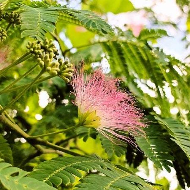 今日の一枚　ネムの花