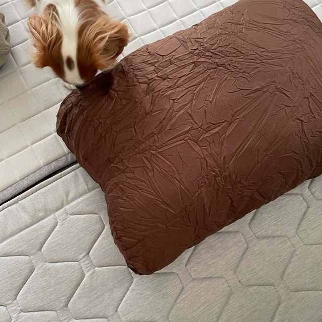 愛犬がまたまた狙っている？！快適「アシモッチ」