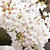 今年の桜　堪能しました。