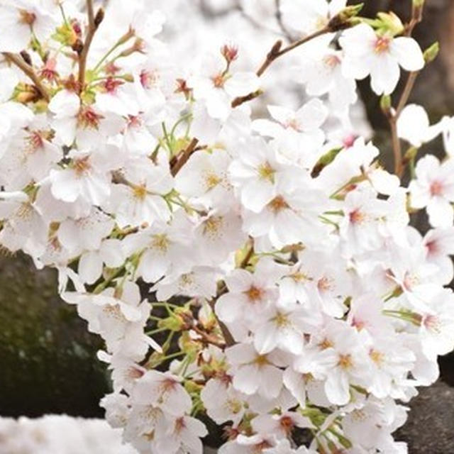 今年の桜　堪能しました。