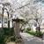 桜咲く花のみち#最近撮った写真は