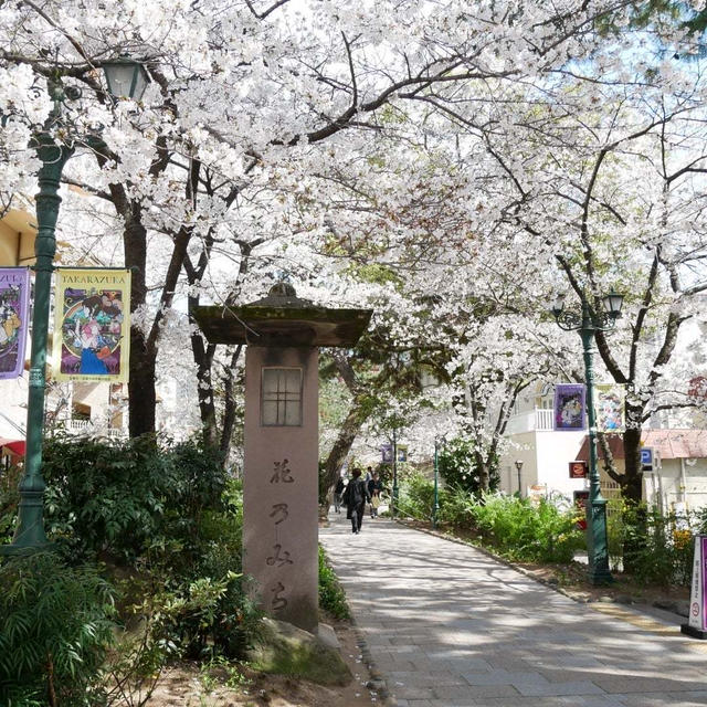 桜咲く花のみち#最近撮った写真は