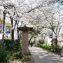 桜咲く花のみち#最近撮った写真は