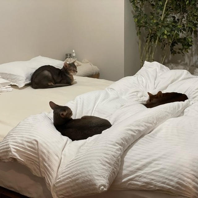 猫あるある（洗い立てのシーツの巻）