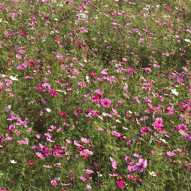 秋桜 ♪