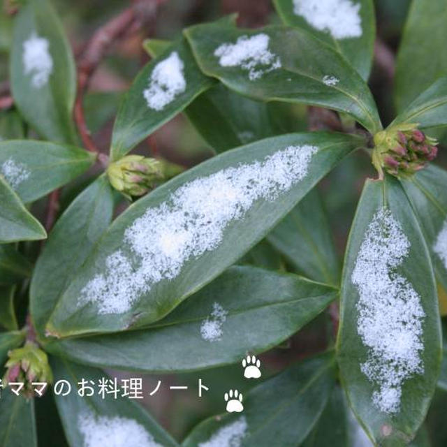 ソーセージ入りパン粥であったか朝ごはん