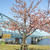 河津桜