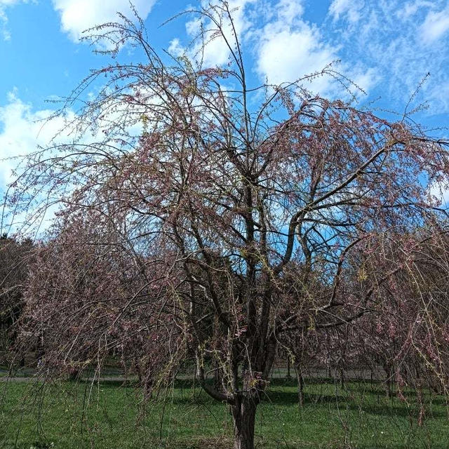 腰部脊柱管狭窄症〜タリージェ錠8日目