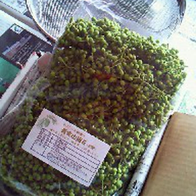 地味な作業だ、実山椒の下ごしらえ