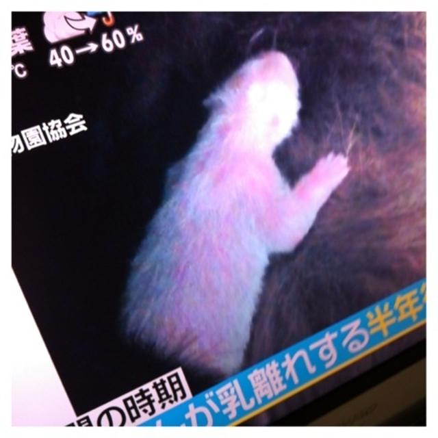 パンダちゃん、悲しい事に
