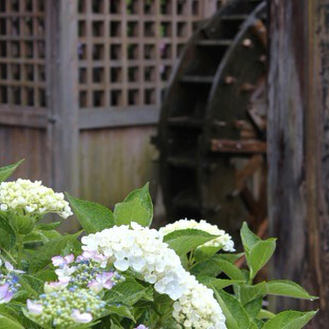 花菖蒲と紫陽花
