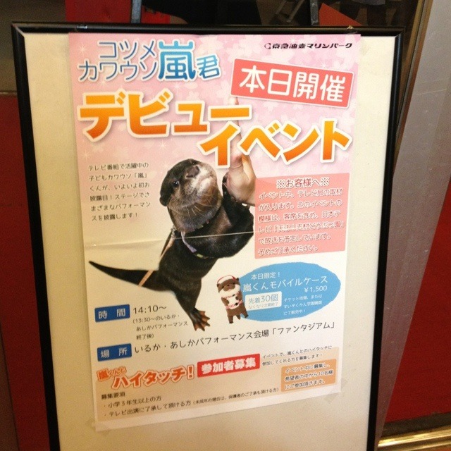 志村動物園カワウソ嵐くんのデビューイベント