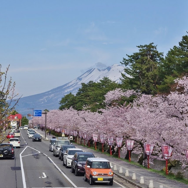 花筏と桜吹雪の弘前公園（青森県）