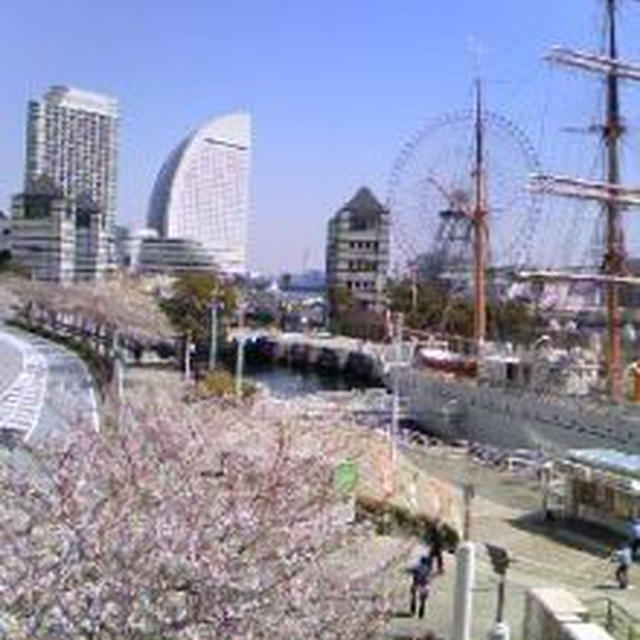 今日は横浜に来ております♪