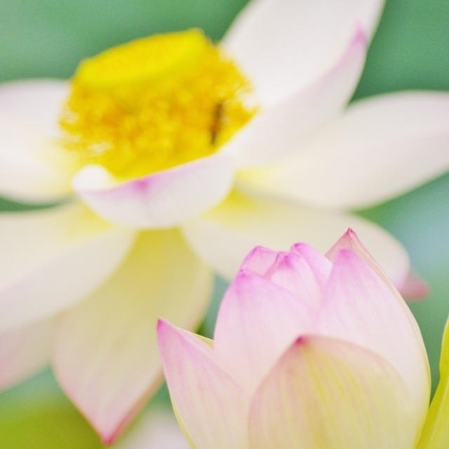 梅雨のお花