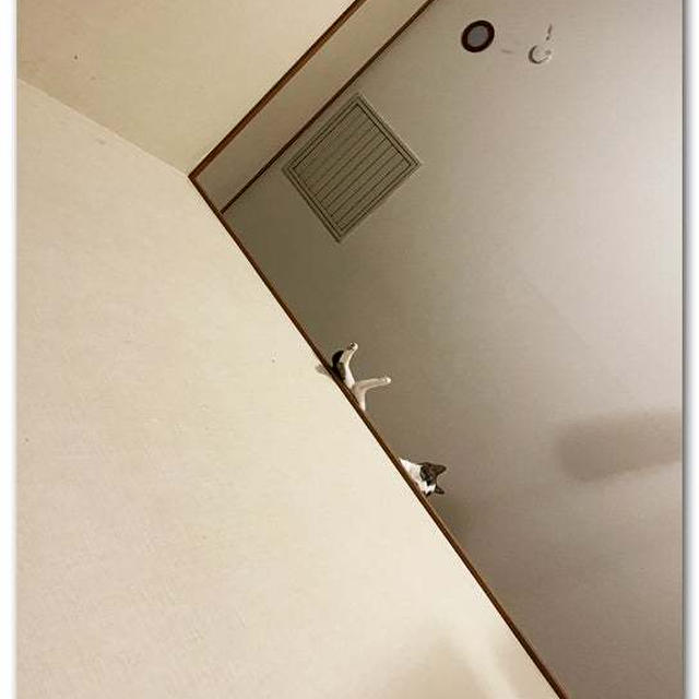 落ちるなよ・・・てん