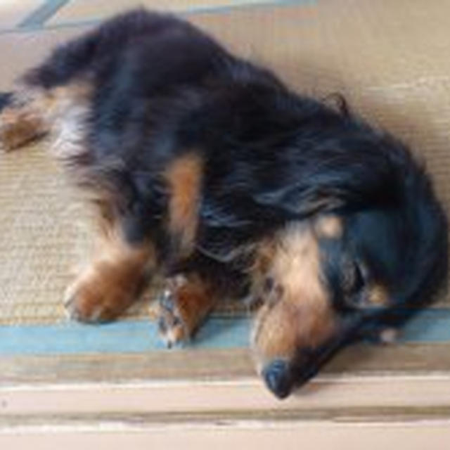 1/3 お正月の最終日