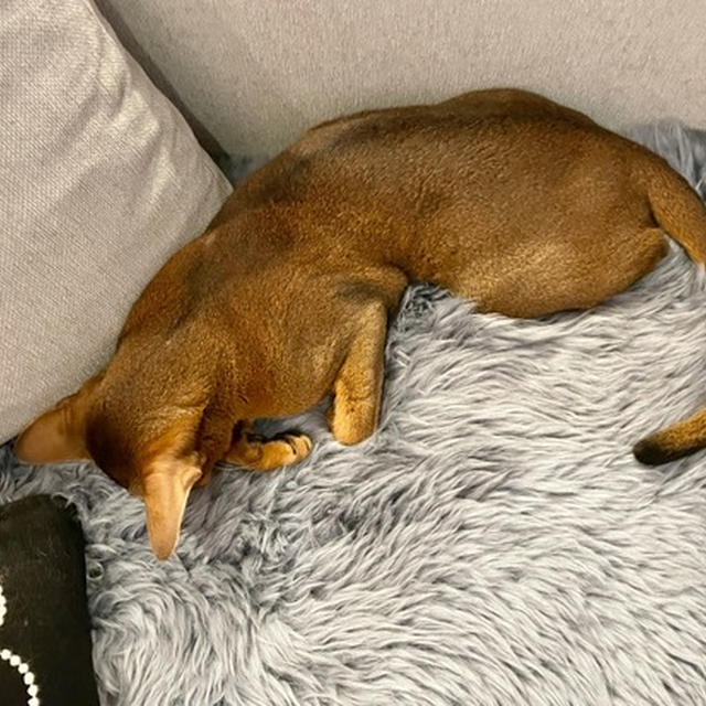 りすの、多分ごめん寝が独特